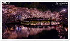 弘前公園の桜