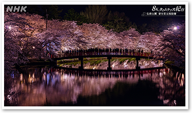 弘前公園の桜